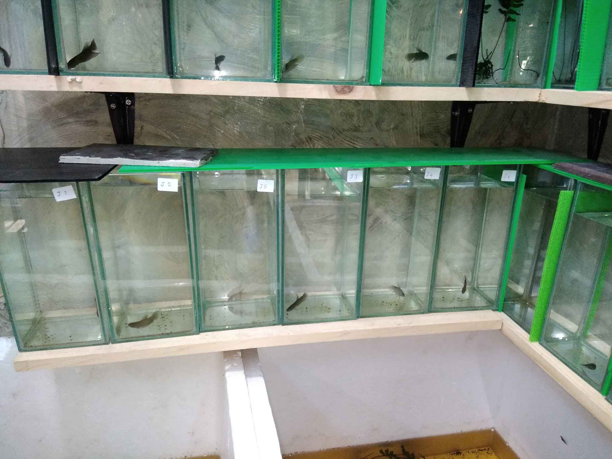 Mahachai and alien betta breeding tanks at AF Plakad Thai